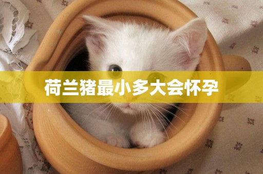 荷蘭豬最小多大會懷孕