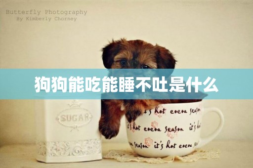 狗狗能吃能睡不吐是什么