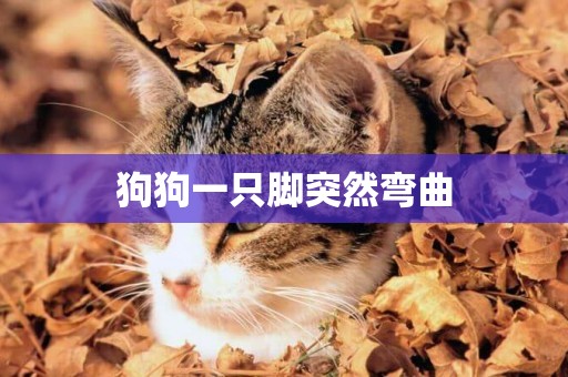 狗狗一只腳突然彎曲