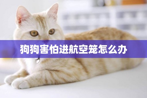 狗狗害怕進航空籠怎么辦