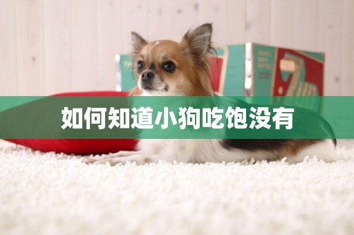 如何知道小狗吃飽沒有