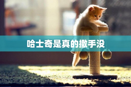 哈士奇是真的撒手沒