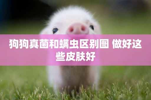 狗狗真菌和螨蟲區別圖 做好這些皮膚好