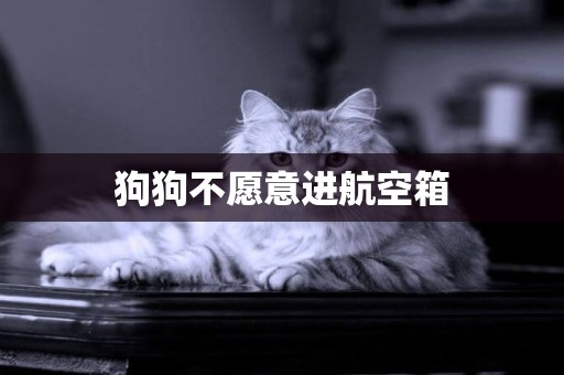 狗狗不愿意進航空箱
