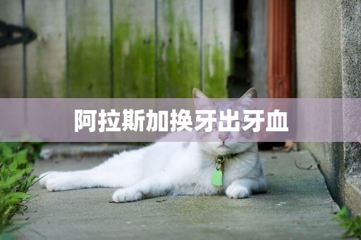 阿拉斯加換牙出牙血