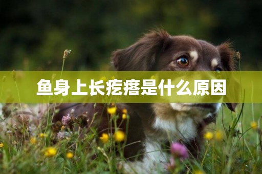 魚身上長疙瘩是什么原因