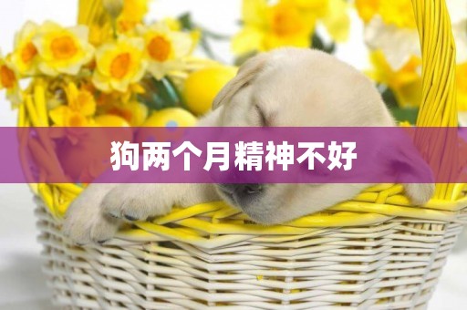 狗兩個月精神不好