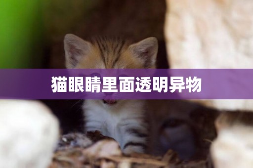 貓眼睛里面透明異物