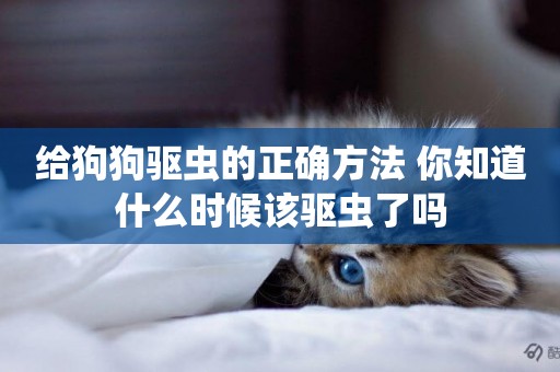 給狗狗驅蟲的正確方法 你知道什么時候該驅蟲了嗎