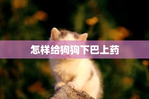 怎樣給狗狗下巴上藥