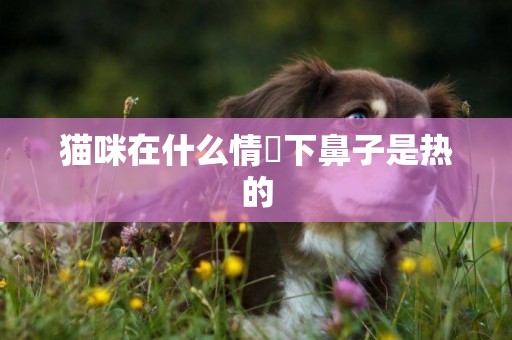 貓咪在什么情況下鼻子是熱的
