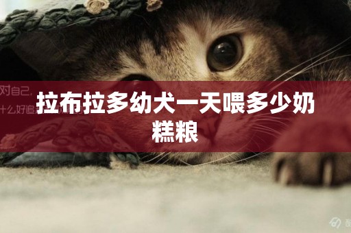 拉布拉多幼犬一天喂多少奶糕糧