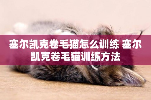 塞爾凱克卷毛貓怎么訓練 塞爾凱克卷毛貓訓練方法