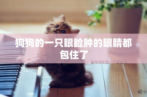 狗狗的一只眼瞼腫的眼睛都包住了