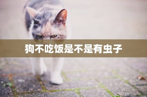 狗不吃飯是不是有蟲子