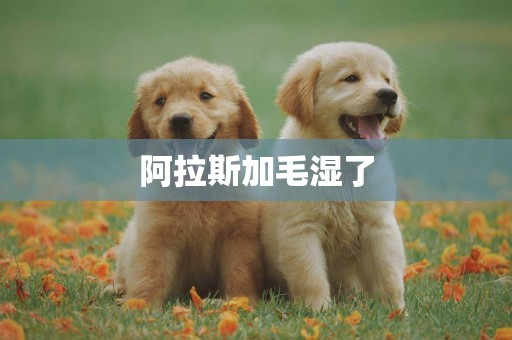 阿拉斯加毛濕了