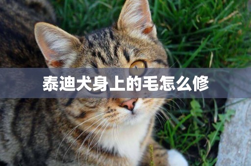 泰迪犬身上的毛怎么修