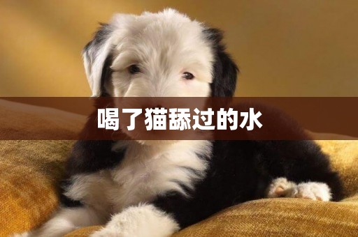 喝了貓舔過的水