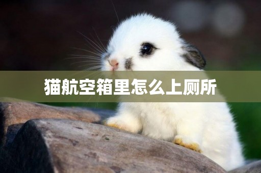 貓航空箱里怎么上廁所