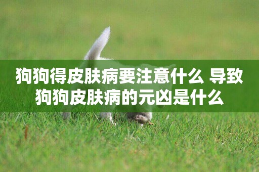 狗狗得皮膚病要注意什么 導致狗狗皮膚病的元兇是什么