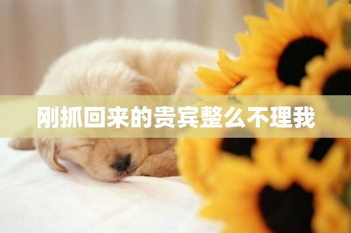 剛抓回來的貴賓整么不理我