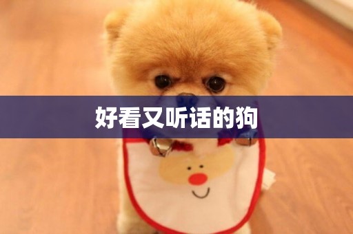 好看又聽話的狗