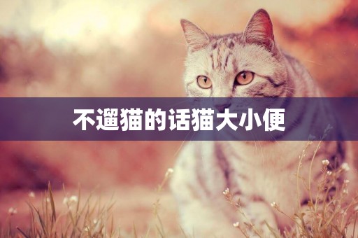 不遛貓的話貓大小便