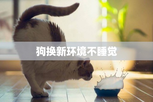 狗換新環境不睡覺