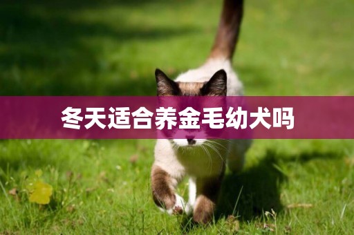 冬天適合養金毛幼犬嗎