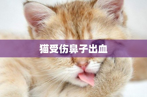 貓受傷鼻子出血