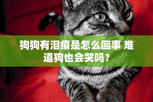狗狗有淚痕是怎么回事 難道狗也會哭嗎？