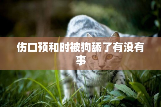 傷口預和時被狗舔了有沒有事
