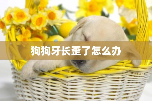 狗狗牙長歪了怎么辦