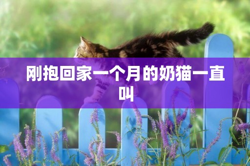 剛抱回家一個月的奶貓一直叫