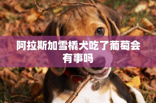 阿拉斯加雪橇犬吃了葡萄會有事嗎