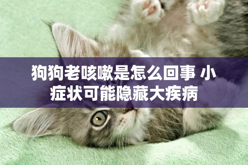 狗狗老咳嗽是怎么回事 小癥狀可能隱藏大疾病