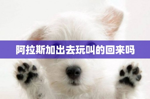 阿拉斯加出去玩叫的回來嗎