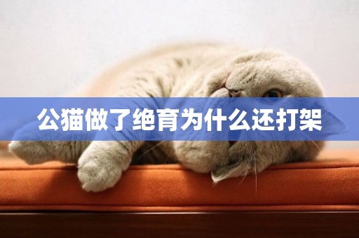 公貓做了絕育為什么還打架