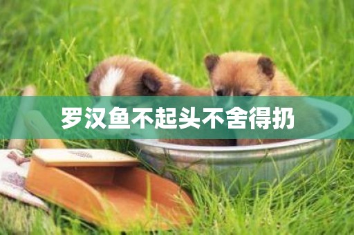 羅漢魚不起頭不舍得扔