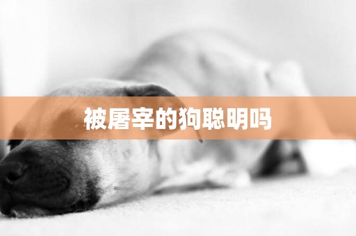 被屠宰的狗聰明嗎