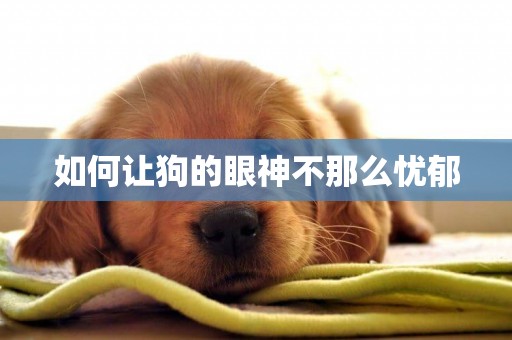 如何讓狗的眼神不那么憂郁