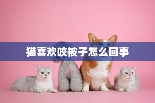 貓喜歡咬被子怎么回事