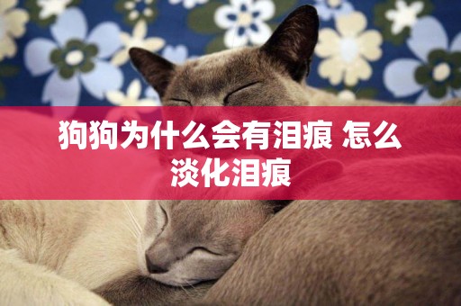 狗狗為什么會有淚痕 怎么淡化淚痕