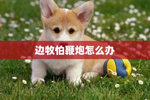 邊牧怕鞭炮怎么辦