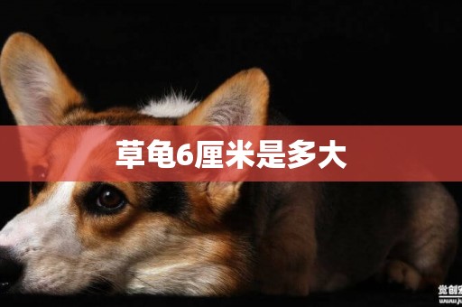 草龜6厘米是多大