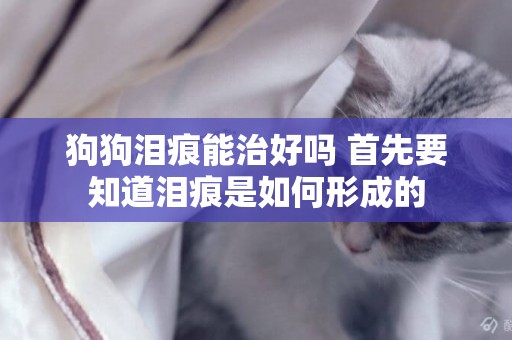 狗狗淚痕能治好嗎 首先要知道淚痕是如何形成的