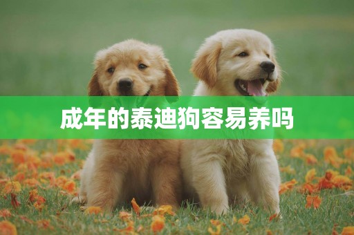 成年的泰迪狗容易養嗎