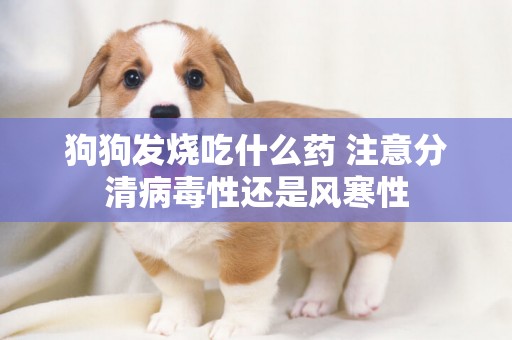 狗狗發燒吃什么藥 注意分清病毒性還是風寒性