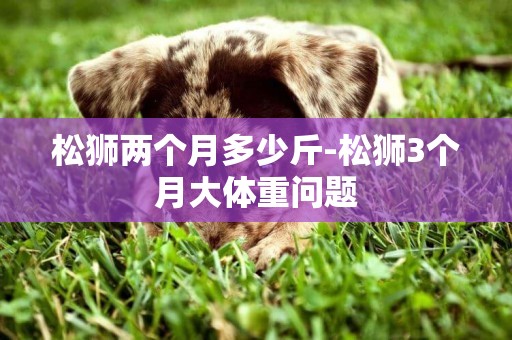 松獅兩個月多少斤-松獅3個月大體重問題