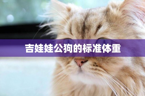 吉娃娃公狗的標準體重